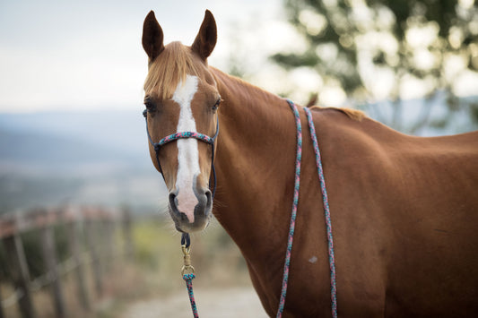 Rope Halter with Nose Band - REGULAR Size