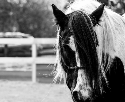 Rope Halter with Nose Band - DRAFT Size