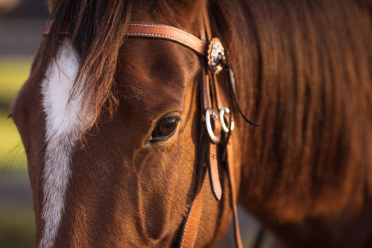Horse Psychology and Learning Dynamics
